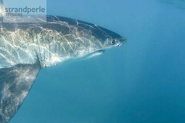 Dieses Porträt eines Weißen Hais (Carcharodon carcharias) wurde knapp unter der Wasseroberfläche vor Gansbaai in Südafrika fotografiert; Südafrika