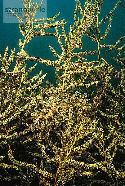 Diese Grüne Meerjungfrau (Phycodurus eques) ist perfekt vor der Pflanzenwelt unter einem Kai im Spencer Gulf in Südaustralien getarnt; Südaustralien  Australien