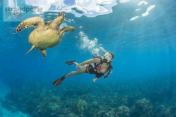 Die vom Aussterben bedrohte Grüne Meeresschildkröte (Chelonia mydas) ist ein häufiger Anblick auf Hawaii. Hier ist eine mit einem Taucher abgebildet; Hawaii  Vereinigte Staaten von Amerika
