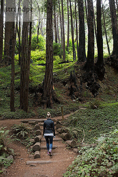 Ein Wanderer auf einem Pfad mit künstlichen Treppen in einem Redwood-Wald; Big Sur  Kalifornien