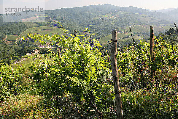 Weinreben auf einem Weinberg am Rande von Radda in Chianti  einer schönen kleinen Stadt und einer berühmten Region  die für ihren Chianti-Wein bekannt ist  in der Toskana. Italien. Juni.