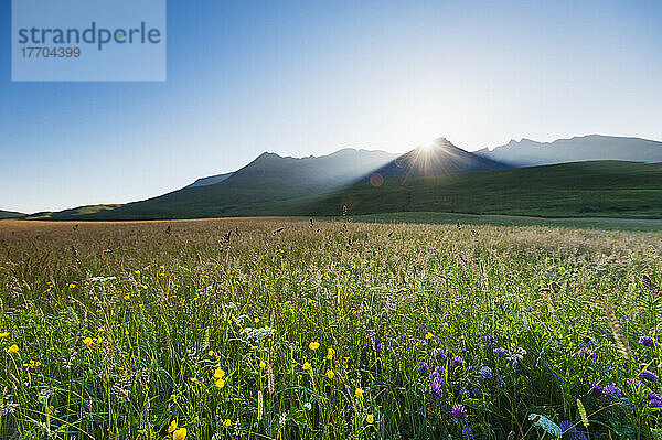 Morgendämmerung über Wiese mit Blumen mit der Sonne  die hinter den Hügeln der Black Cuillin aufsteigt; Isle of Skye  Schottland