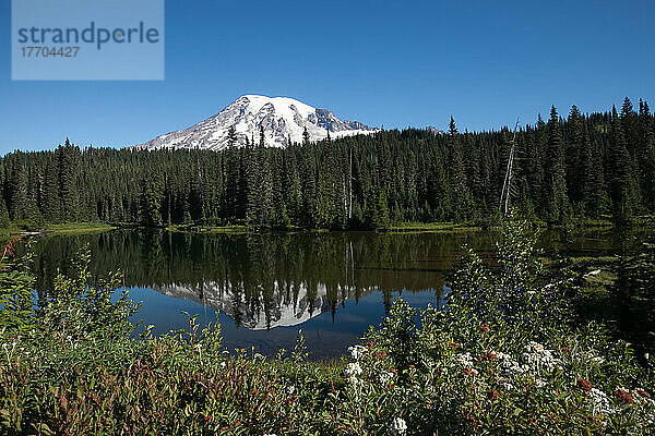 Mount Rainier in einer Landschaft mit Wildblumen und immergrünen Wäldern am Reflection Lake; Reflection Lake  Mount Rainier National Park  Washington