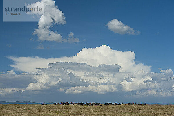 Büffel vor einer großen Gewitterwolke auf einer grasbewachsenen Ebene  Ol Pejeta Conservancy; Kenia