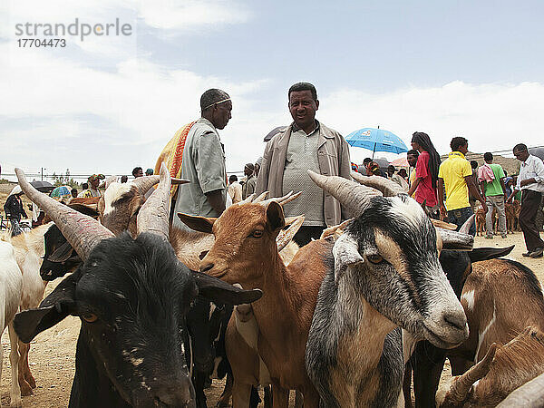 Ziegen auf dem Wochenmarkt; Adwa  Region Tigray  Äthiopien