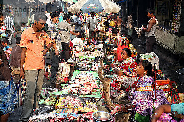 Fischmarkt neben dem geschlossenen New Market in der Nähe der Sudder Street  einem beliebten Viertel für preiswerte Unterkünfte für Rucksacktouristen in Kalkutta / Kolkata  der Hauptstadt des Bundesstaates Westbengalen  Indien  Asien.