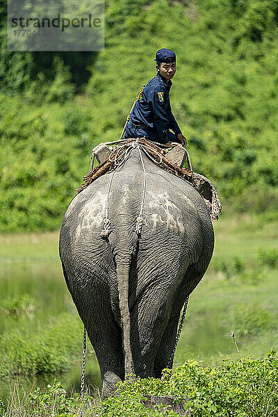 Arbeitselefant in einem Dorf am Ayeyarwady-Irrawaddy-Fluss  Myanmar-Burma; Region Sagaing  Myanmar