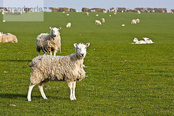 Feld mit Schafen und Lämmern in der Nähe von Newport am Pembrokeshire-Küstenpfad  Südwestwales; Pembrokeshire  Wales