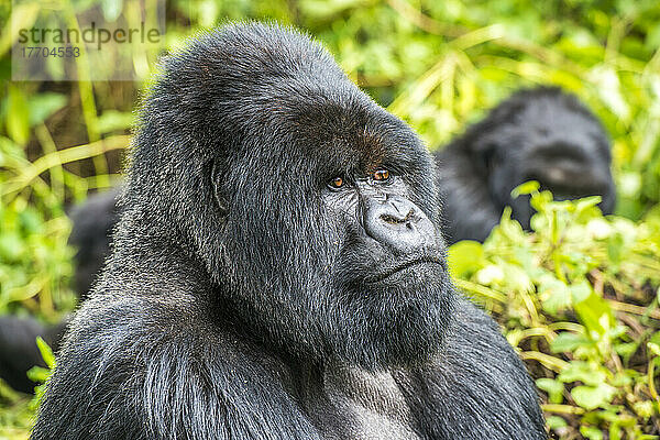 Nahaufnahme eines männlichen Östlichen Gorillas (Gorilla beringei)  der aus dem Dschungel herausschaut; Ruanda  Afrika
