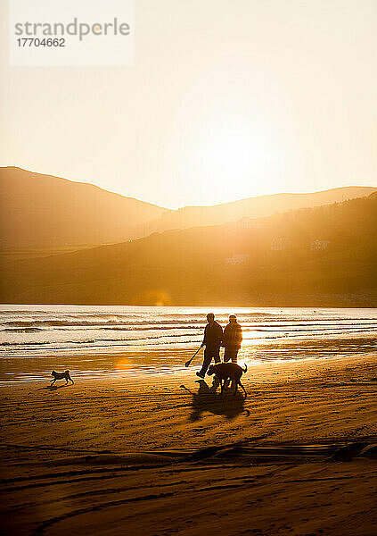 Die Sonne geht hinter einem Paar unter  das mit seinen beiden Hunden am Strand von Inch Beach auf der Dingle-Halbinsel in der Grafschaft Kerry  Irland  spazieren geht.