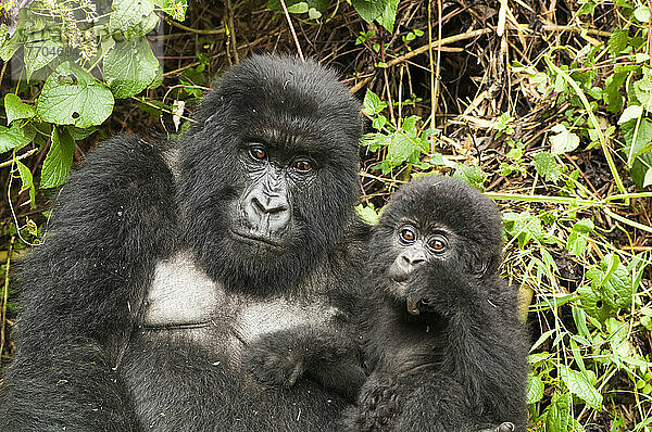Porträt der Familie des Östlichen Gorillas (Gorilla beringei)  Mutter und Gorillakind sitzen zusammen im Dschungel; Ruanda  Afrika