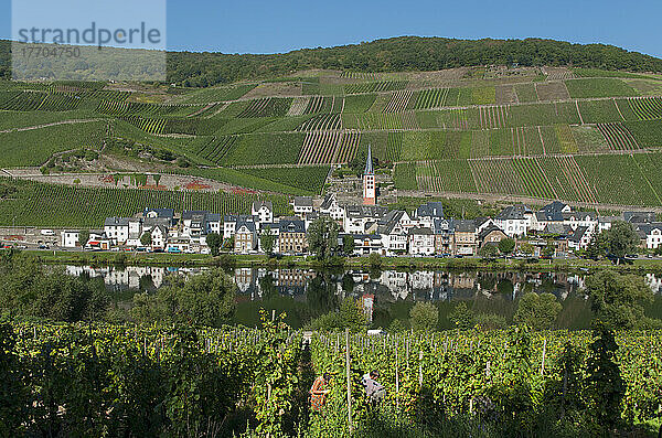 Felder  Weinberge und ein Dorf am Rande eines Flusses im Moseltal; Zell  Rheinland-Pfalz  Deutschland