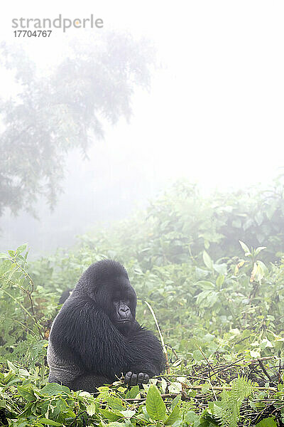 Berggorilla  Gorilla beringei beringei  ruhend im nebligen Wald.