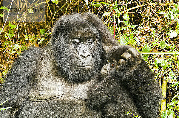 Porträt einer Familie des Östlichen Gorillas (Gorilla beringei)  Mutter umarmt ihr Kind  während sie zusammen im Dschungel sitzen; Ruanda  Afrika
