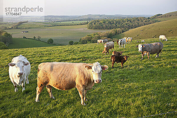 Kühe auf einem Feld in der typischen englischen Hügellandschaft in der Nähe von Wingreen Hill  dem höchsten Punkt in Dorset; England