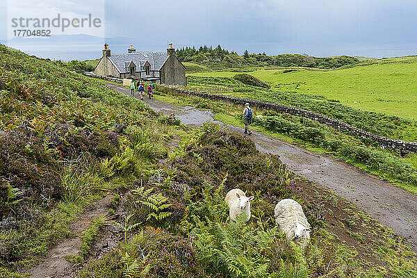 Schafe (Ovis Aries) grasen und Wanderer gehen einen Weg auf der Isle of Eigg  Schottland; Isle of Eigg  Schottland