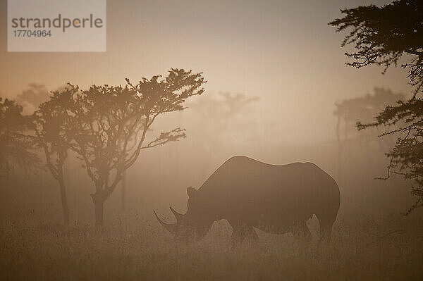 Silhouette eines Spitzmaulnashorns im Morgennebel  Ol Pejeta Conservancy; Kenia