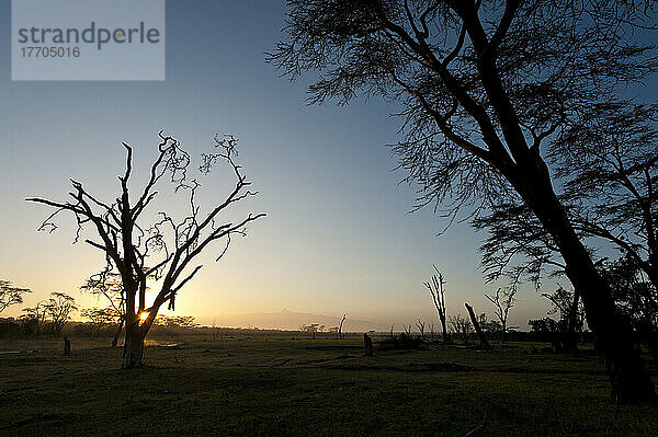 Silhouette eines toten Akazienbaums (von Elefanten getötet) in der Morgendämmerung mit dem Berg Kenia im Hintergrund  Ol Pejeta Conservancy; Kenia