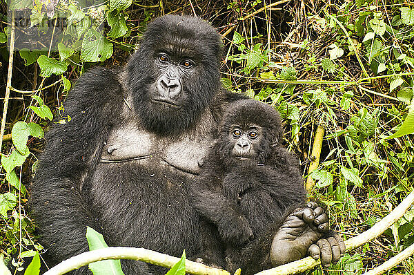Porträt der Familie des Östlichen Gorillas (Gorilla beringei)  Mutter und Gorillakind sitzen zusammen im Dschungel; Ruanda  Afrika