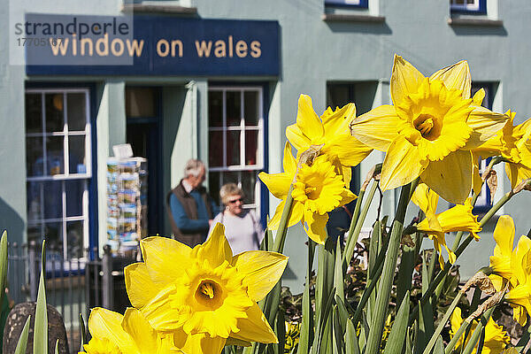 Blühende Narzissen mit Schaufenster eines Touristengeschäfts in Wales; St. David  Pembrokeshire  Wales