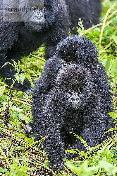 Junge Berggorillas  Gorilla beringei beringei  im Wald.