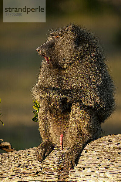 Pavian auf Baumstamm  Ol Pejeta Conservancy; Kenia