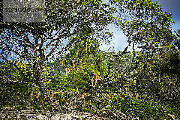 Sitzen in einem Baum am Strand; Costa Rica