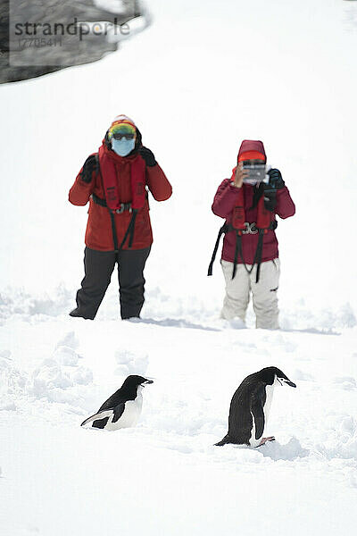 Zwei Zügelpinguine (Pygoscelis antarcticus) gehen im Schnee an Touristen vorbei; Antarktis