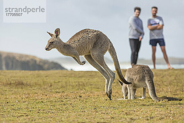 Kängurus hüpfen frei herum  während Touristen am Emerald Beach zusehen; Emerald Beach  New South Wales  Australien