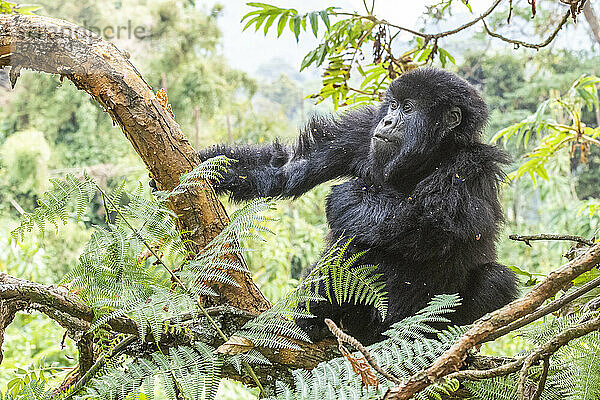 Junger Östlicher Gorilla (Gorilla beringei)  auf einem Ast sitzend und in den Dschungel hinausschauend; Ruanda  Afrika