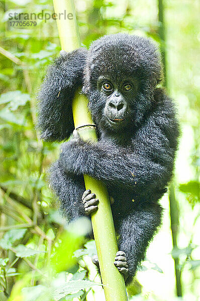 Porträt eines jungen Östlichen Gorillas (Gorilla beringei)  der sich im Dschungel an einem Bambusbaum (Bambusoideae) festhält; Ruanda  Afrika