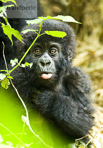 Porträt eines jungen Östlichen Gorillas (Gorilla beringei)  der mit herausgestreckter Zunge durch die Blätter des Dschungels in die Kamera schaut; Ruanda  Afrika