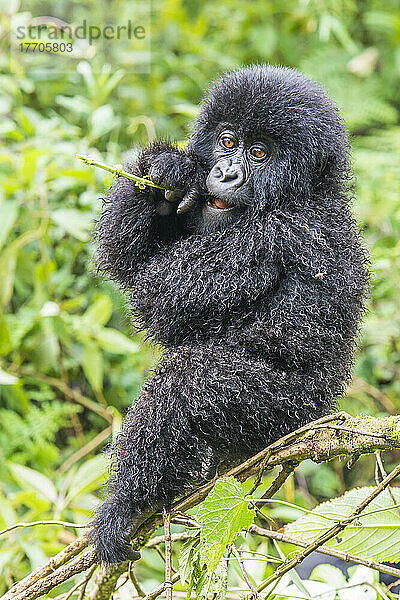 Porträt eines jungen Östlichen Gorillas (Gorilla beringei)  der auf einem Ast sitzt und einen Zweig im Dschungel kaut; Ruanda  Afrika