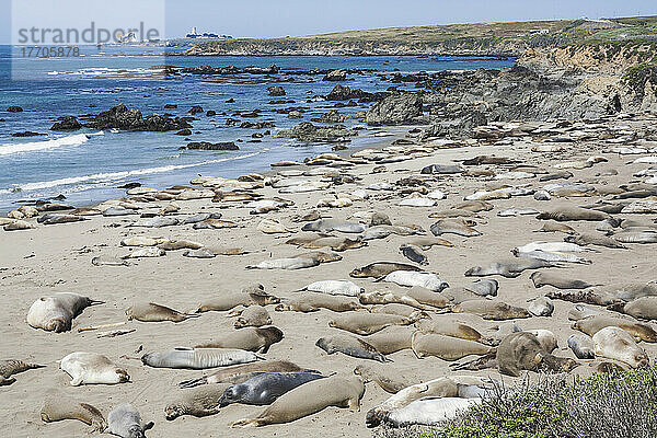 Seelöwen am Strand an der Küste; Kalifornien  Vereinigte Staaten von Amerika