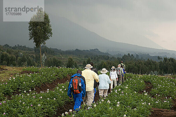 Touristen spazieren durch Reihen von Feldfrüchten in einem ausgedehnten Ackerland am Fuße der Vulkane im Volcanoes National Park; Volcanoes National Park  Ruanda