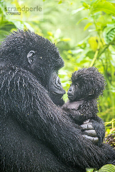 Porträt einer Familie des Östlichen Gorillas (Gorilla beringei)  Mutter mit Kleinkind  die sich im Dschungel gegenseitig anschauen; Ruanda  Afrika