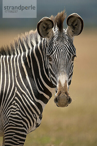 Grevy's Zebra  Ol Pejeta Conservancy; Kenia