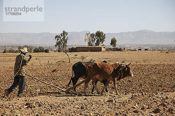 Landwirt mit Vieh und Pflug; Gheralta  Region Tigray  Äthiopien