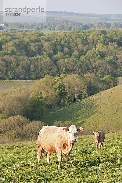 Weidende Kühe auf einem Feld in der Nähe von Wingreen Hill; Dorset  England