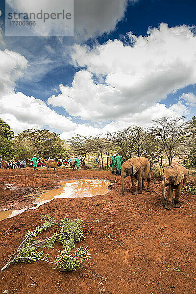 Fütterungszeit der jungen Elefanten im Elefantenwaisenhaus des Sheldrick Wildlife Trust; Nairobi  Kenia