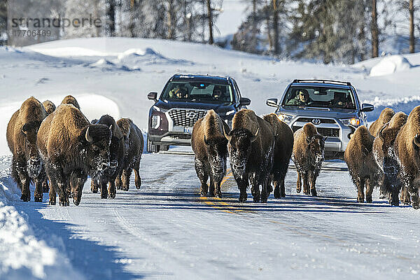 Eine Herde amerikanischer Bisons (Bison bison)  die im Winter mitten auf dem Highway entlangläuft und den Verkehr im Yellowstone-Nationalpark aufhält; Wyoming  Vereinigte Staaten von Amerika