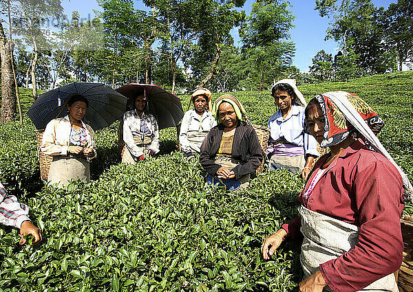 Teepflückerinnen; Darjeeling  Westbengalen  Indien