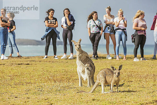 Kängurus hüpfen frei herum  während Touristen am Emerald Beach zusehen; Emerald Beach  New South Wales  Australien