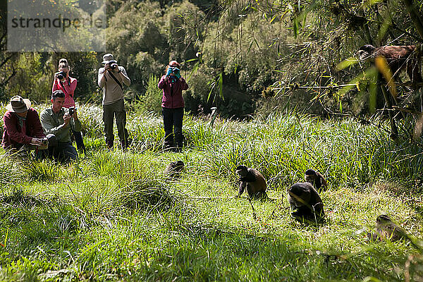 Touristen beobachten und fotografieren Goldmeerkatzen  Cercopithecus kandti  zwischen Bäumen und Gras; Volcanoes National Park  Ruanda