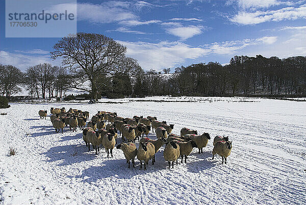 Uk  Wales  Powys  Schafe in winterlicher Landschaft