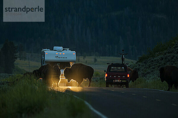 Bison  der eine Straße vor einem Wohnmobil überquert.