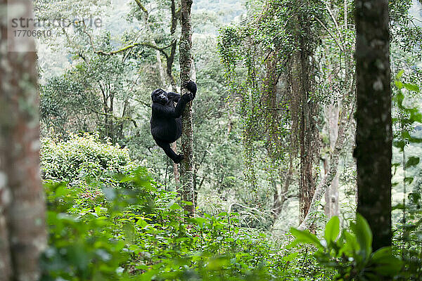Ein erwachsener Gorilla klettert auf einen Baum im undurchdringlichen Wald; Bwindi Impenetrable National Park  Uganda