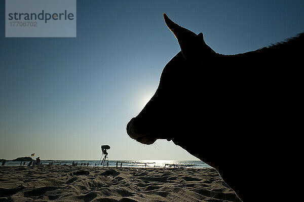 Silhouette einer Kuh am Strand von Vagator; Vagator  Goa  Indien