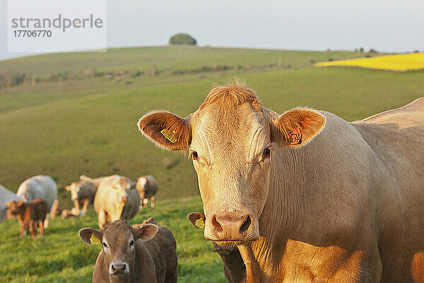 Kühe auf einem Feld in der Nähe von Wingreen Hill; Dorset  England