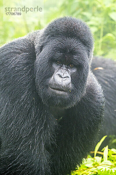 Porträt eines Berggorillas  Gorilla beringei beringei.